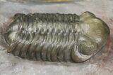 Two Austerops Trilobites With Belenopyge-Like Lichid - Jorf #154202-7